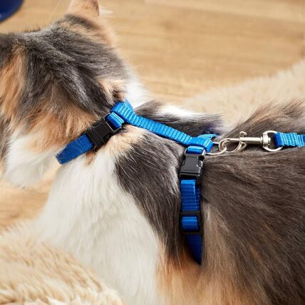 Collier harnais laisse